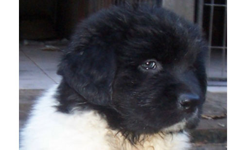 cachorros terranova blanco y negro
