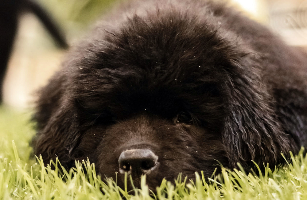 brisa cachorra