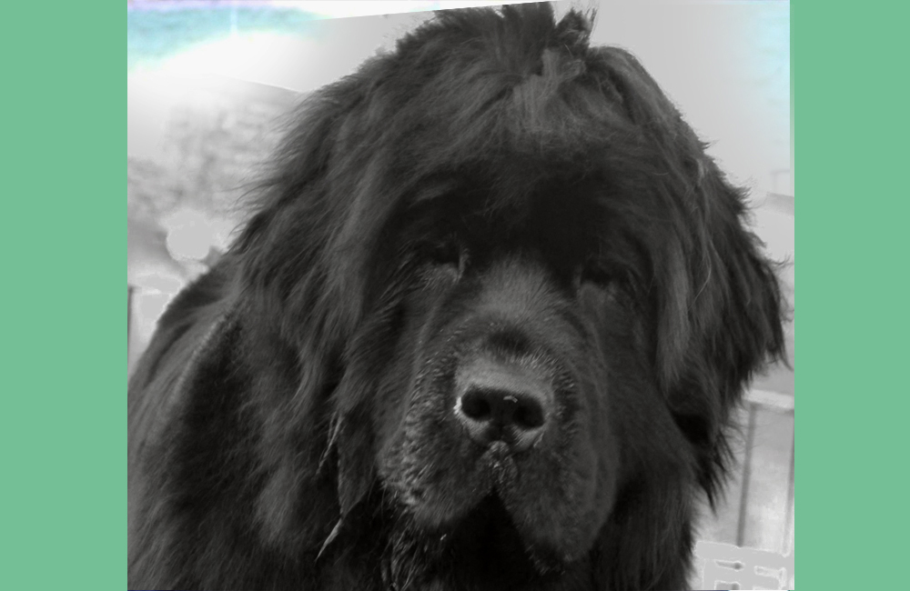 terranova negra brisa
