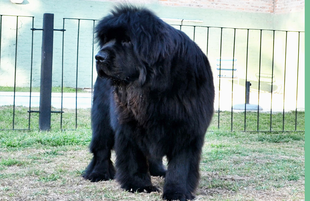 terranova negra brisa