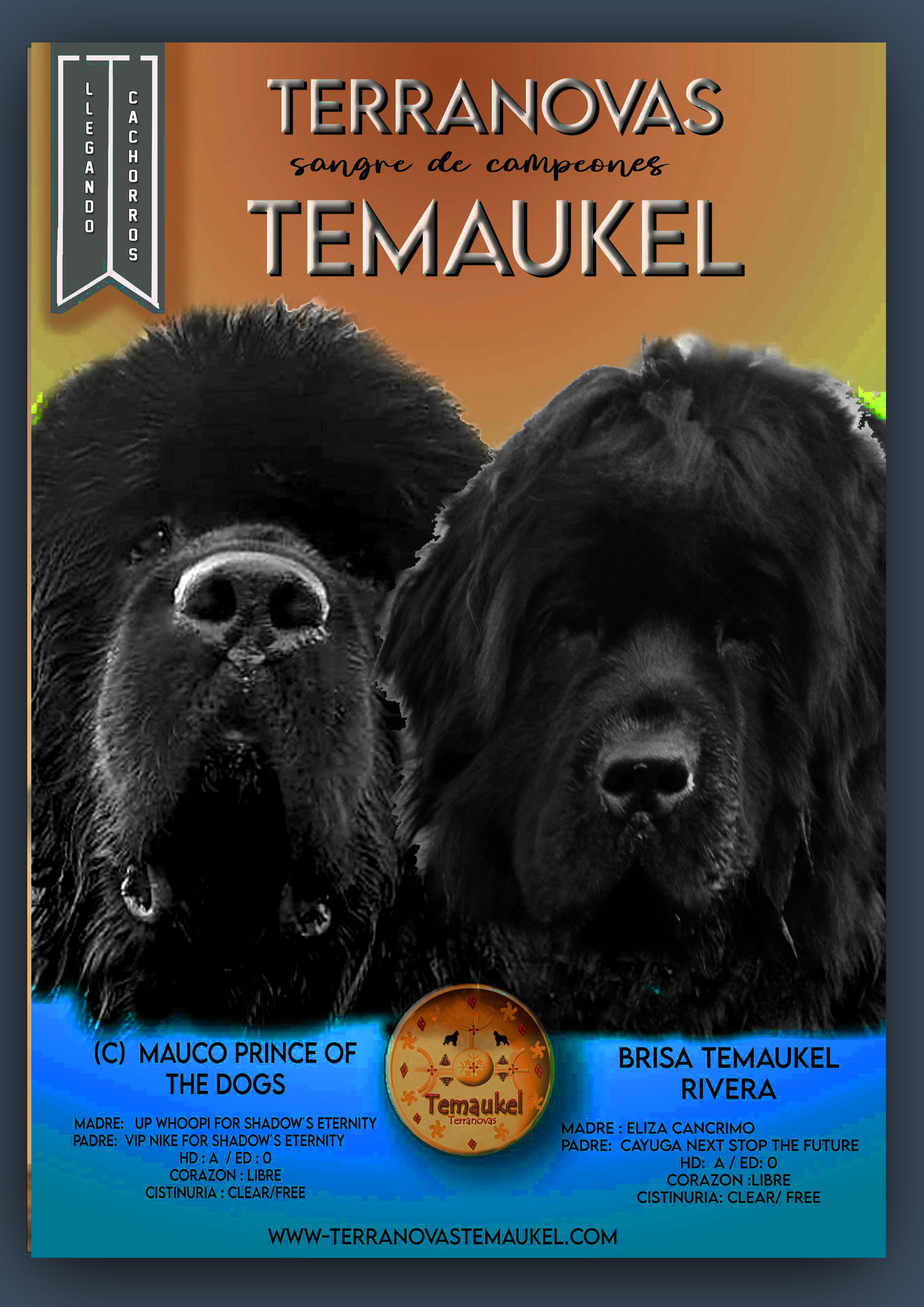 anuncio_cachorritos