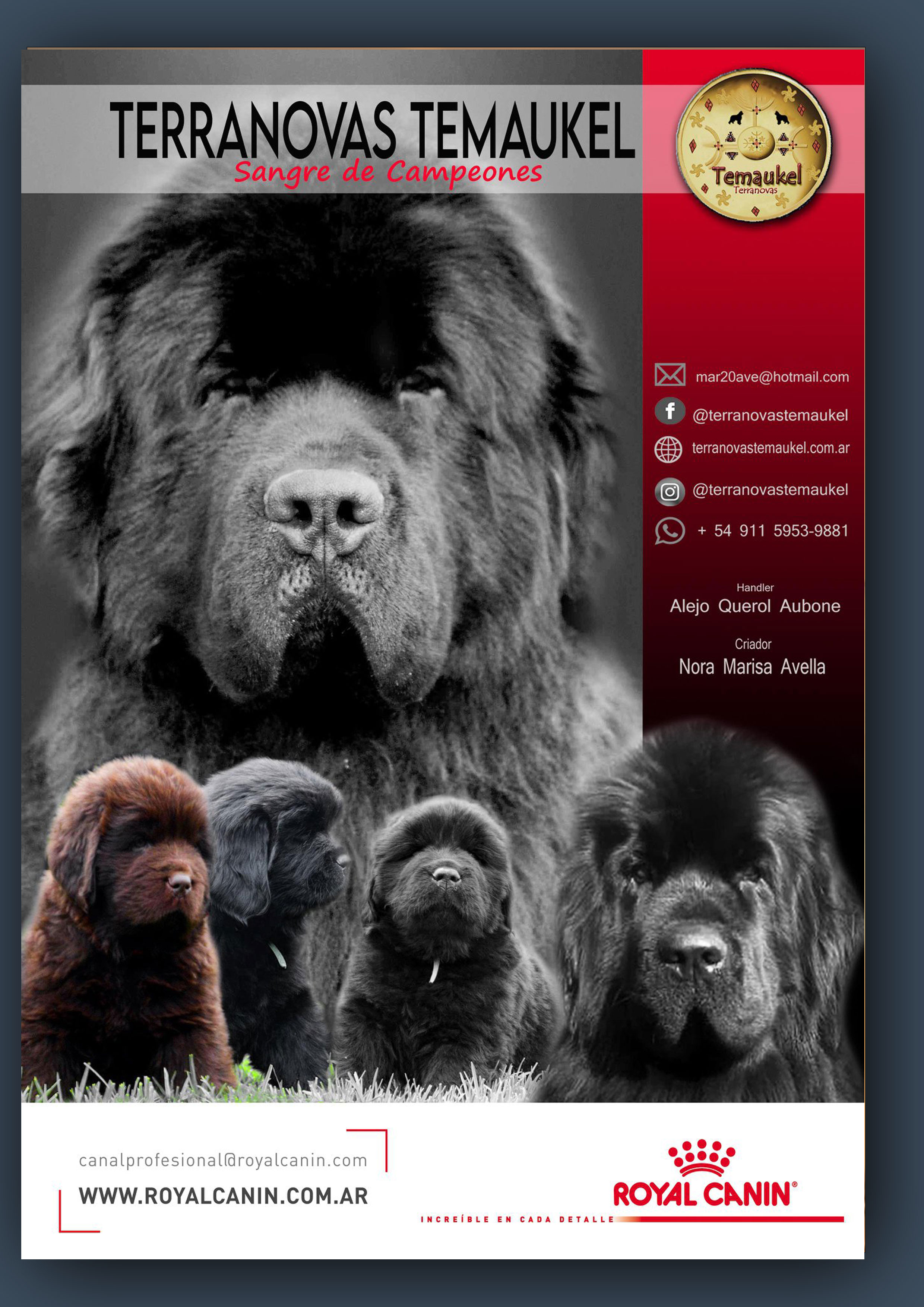 anuncio_cachorritos