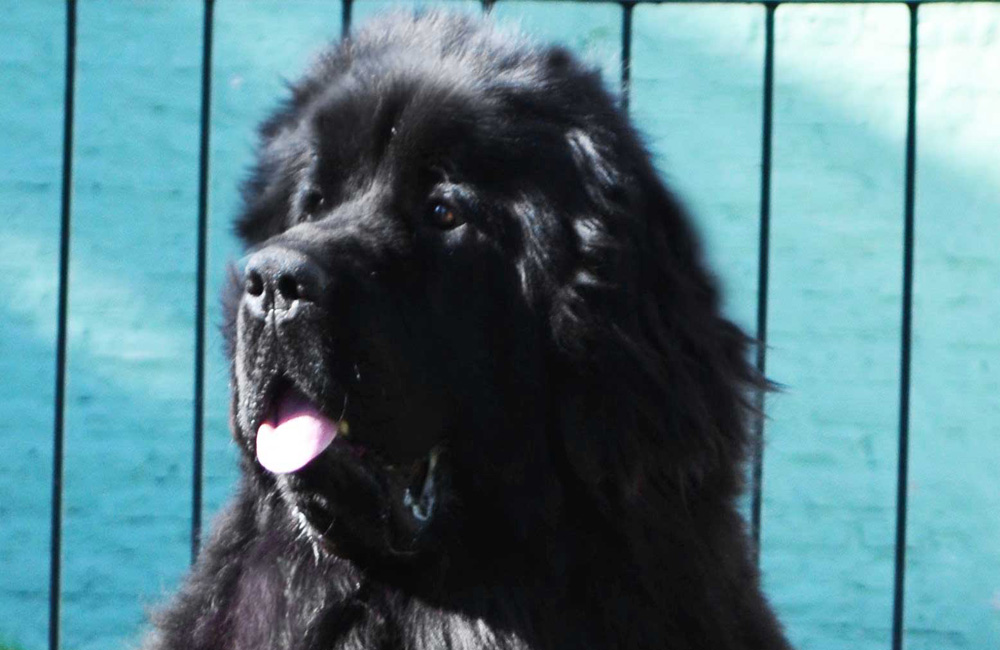 terranova negra