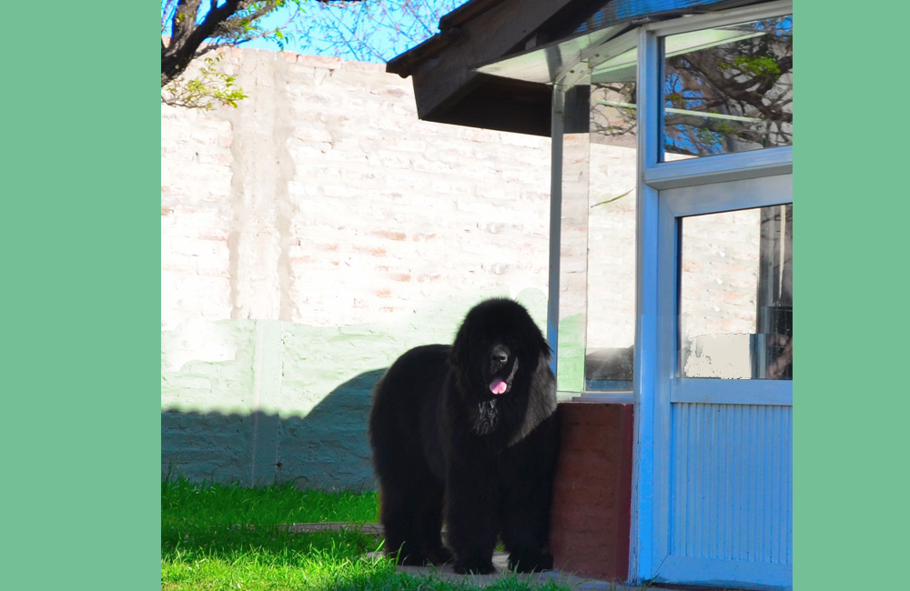 terranova negra