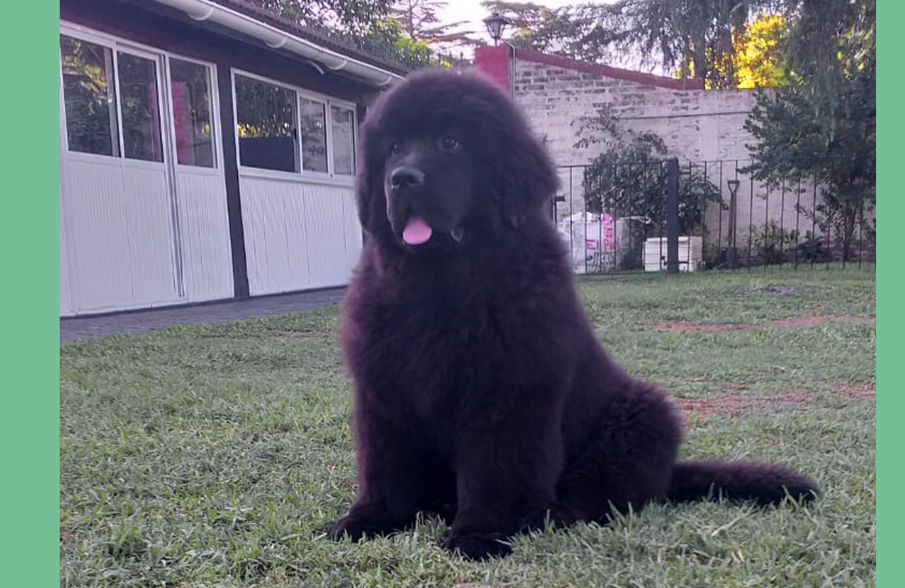 terranova negra