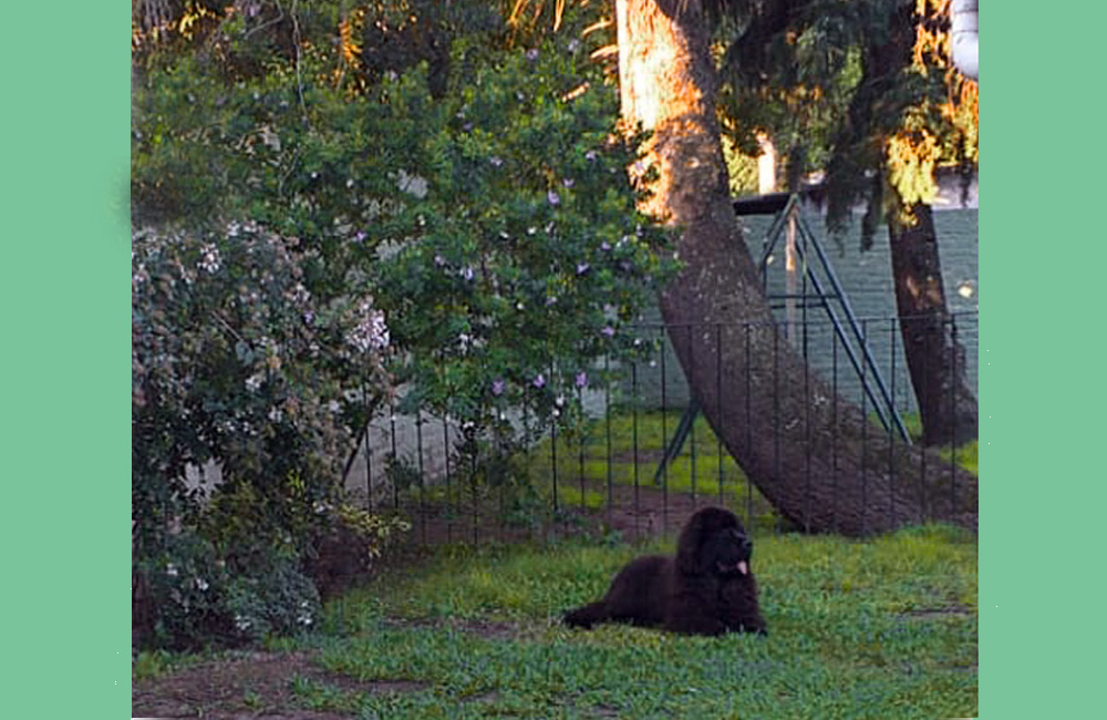 terranova negra