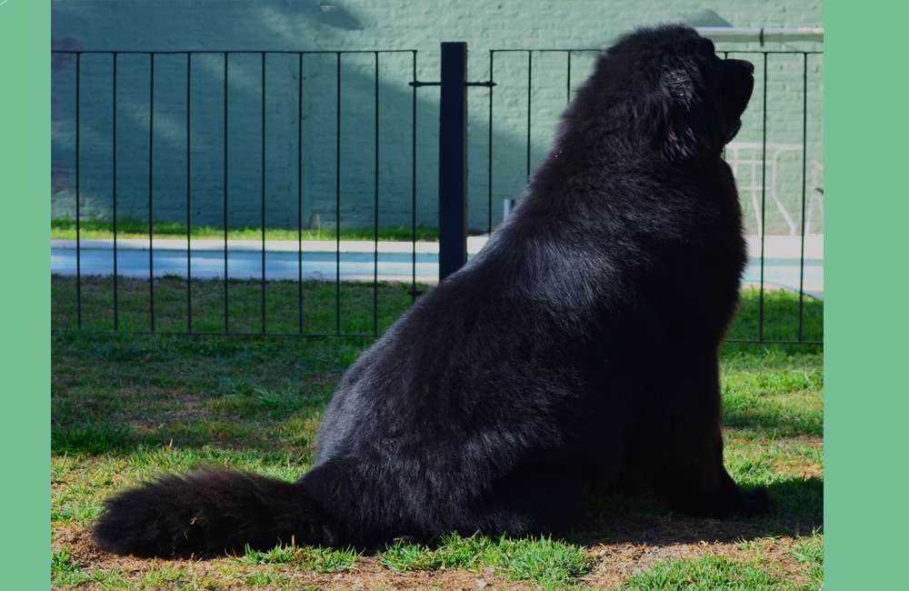 terranova negra
