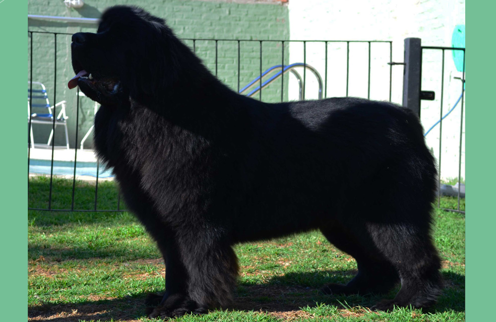 terranova negra