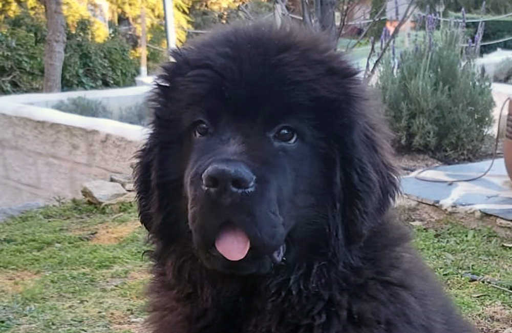 terranova negra