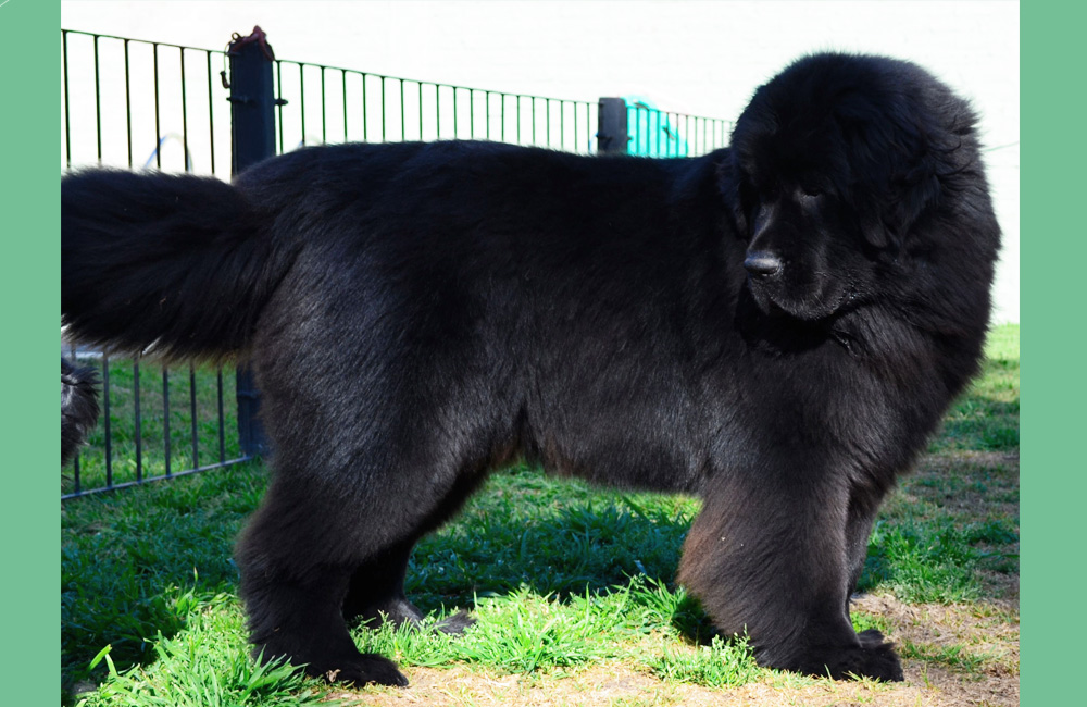 terranova negra