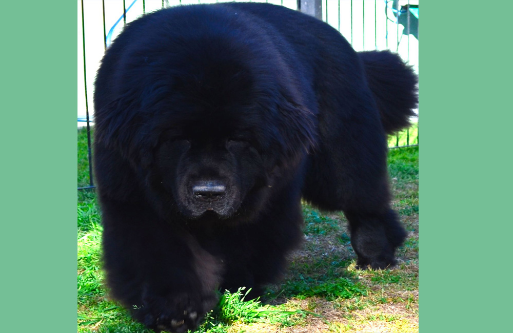 terranova negra