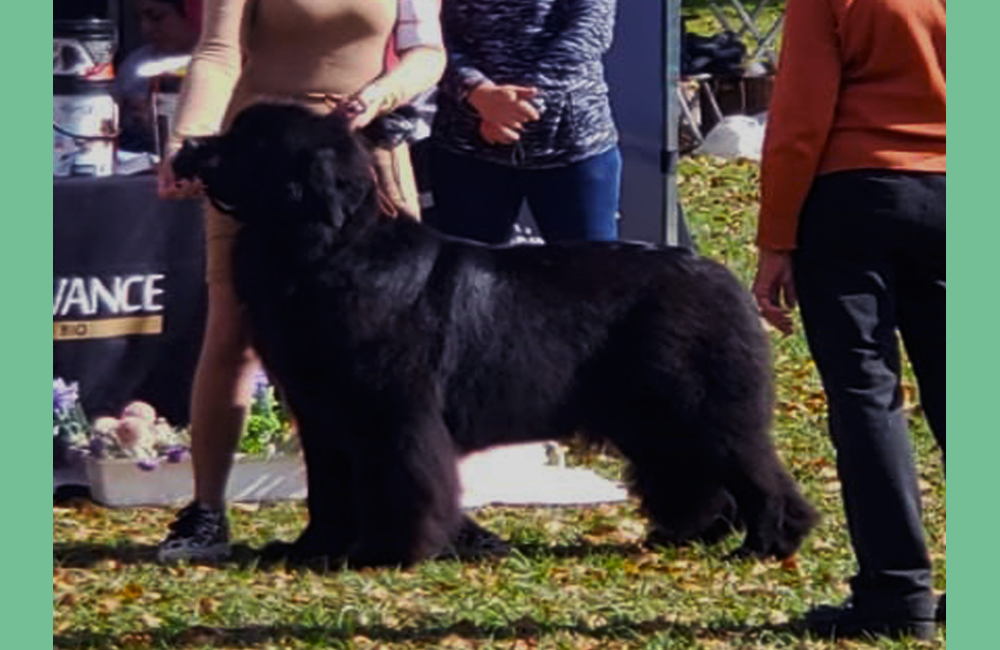 terranova negra