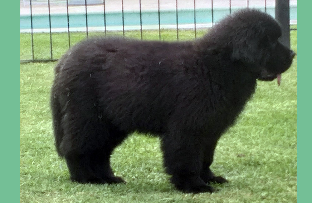 terranova negra