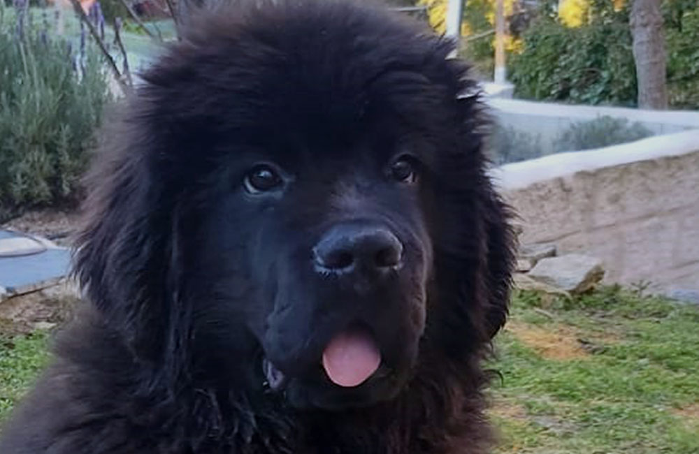 terranova negra