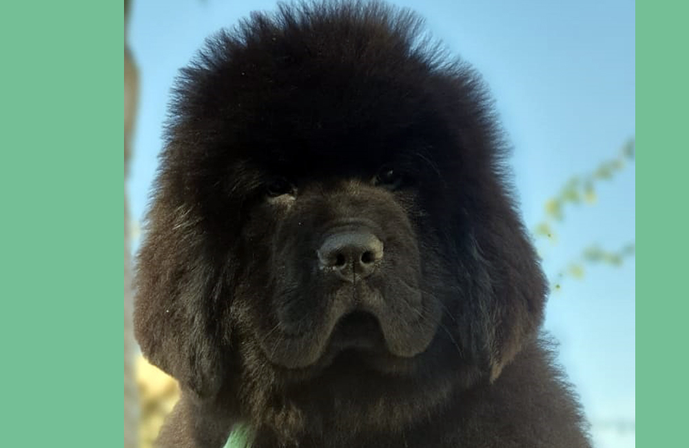 terranova negra