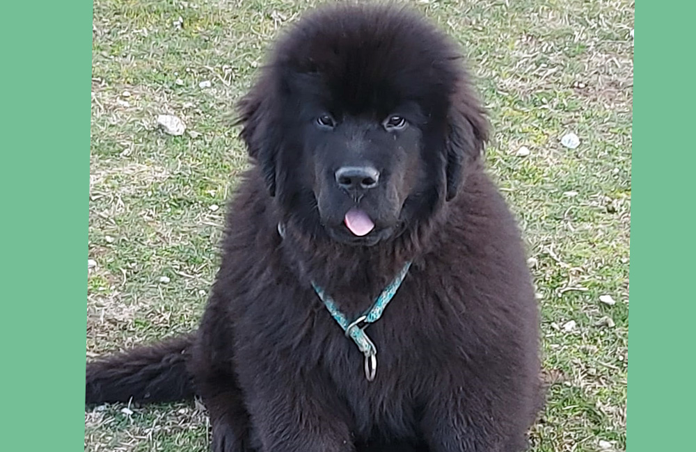 terranova negra