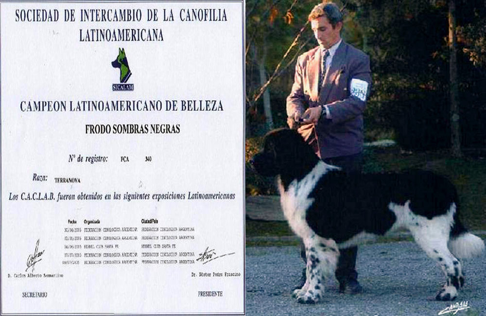terranova negro y blanco