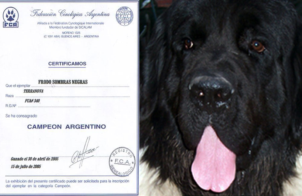 terranova negro y blanco