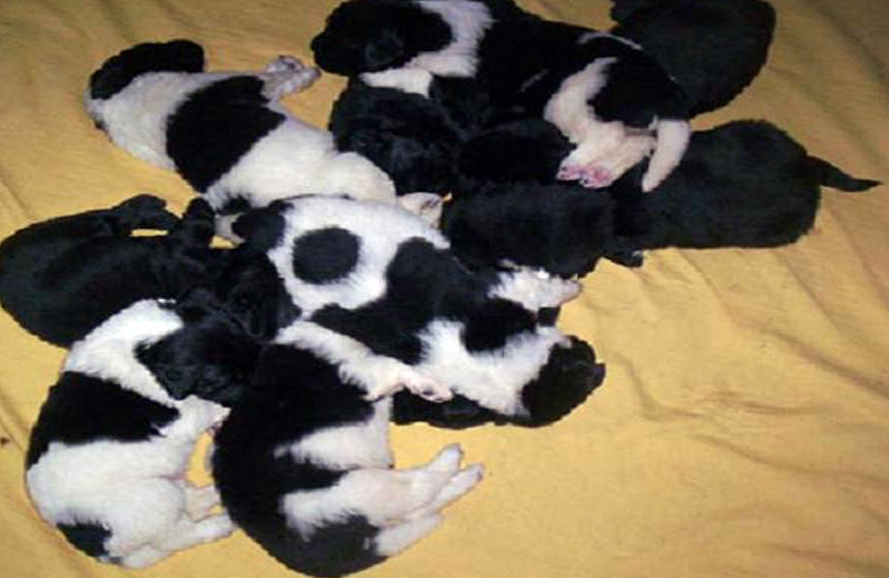 terranova negro y blanco