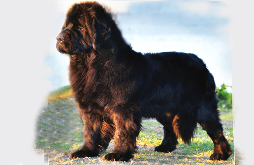 terranova negra