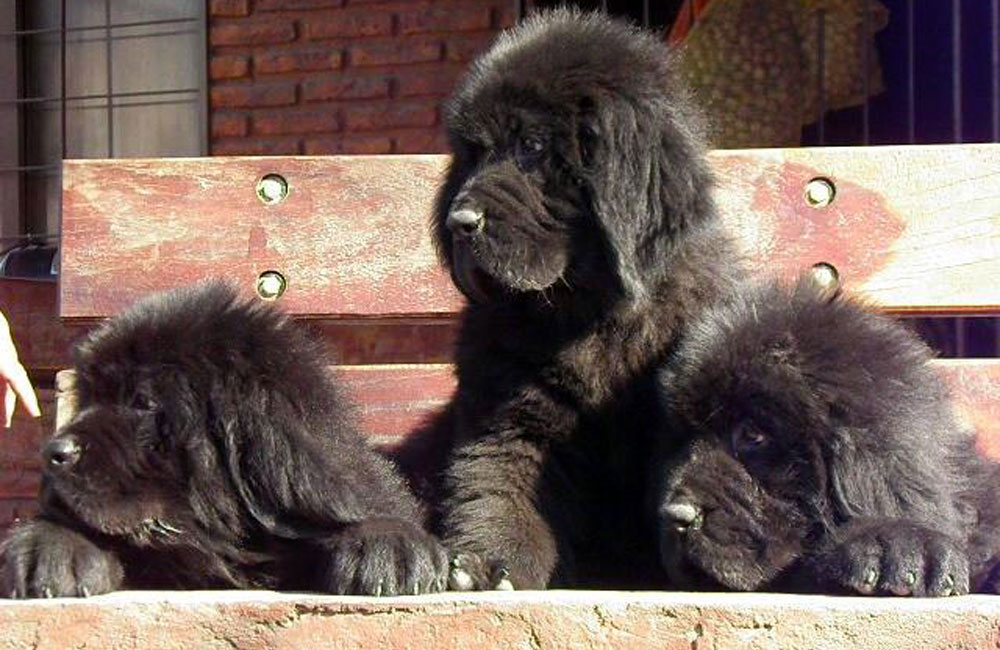 terranova negra