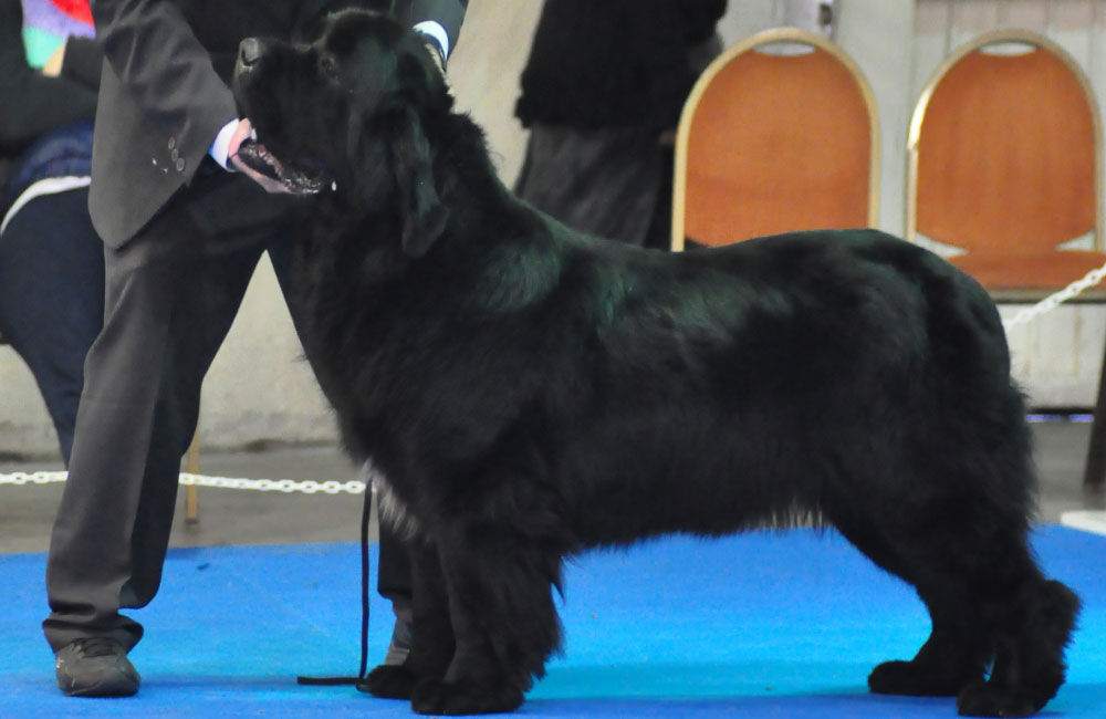 terranova negra