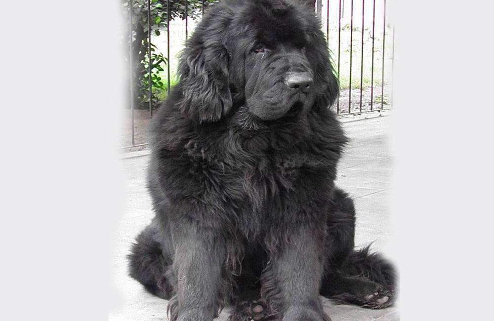 terranova negra