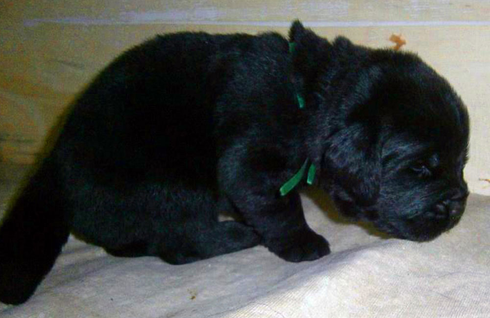 terranova negra