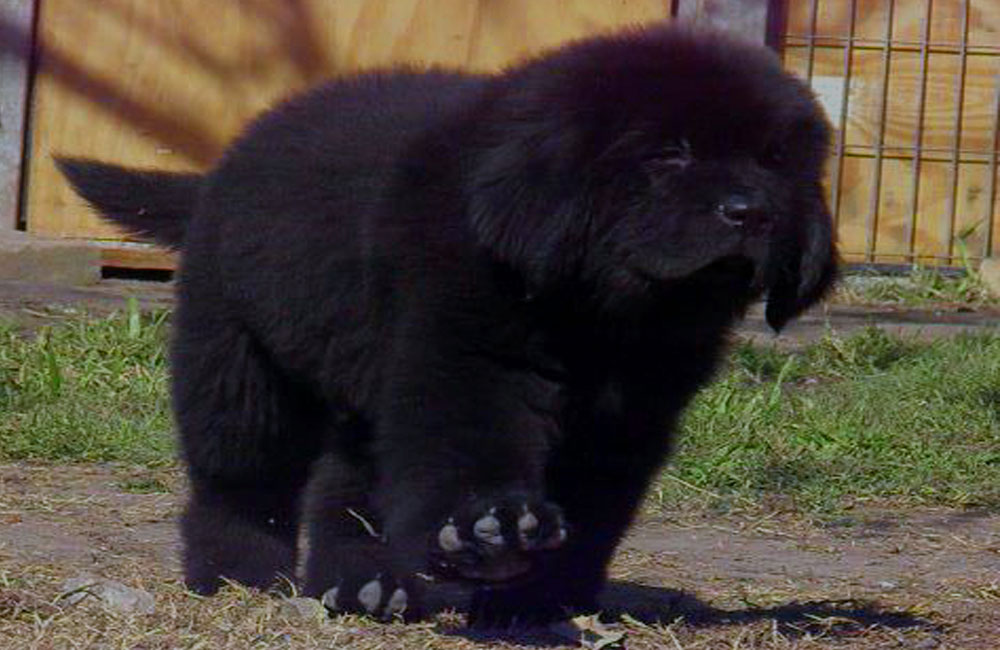 terranova negra
