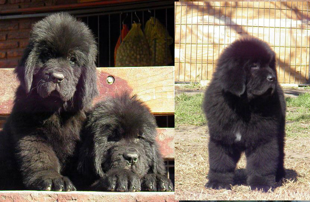 terranova negra