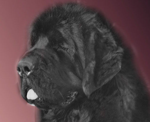 newfoundland dogs