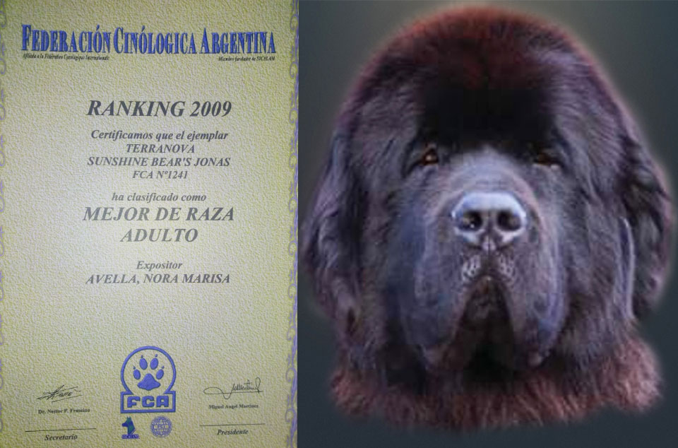 terranova negro jonas