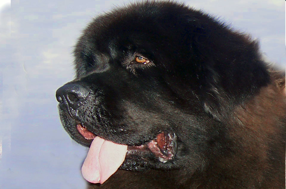 terranova negro jonas