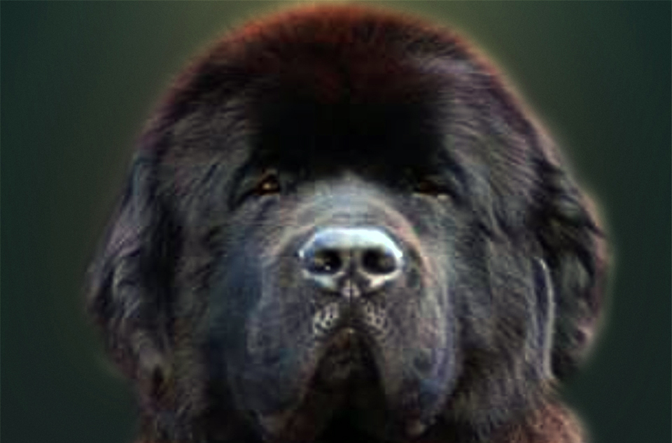 newfoundland dog