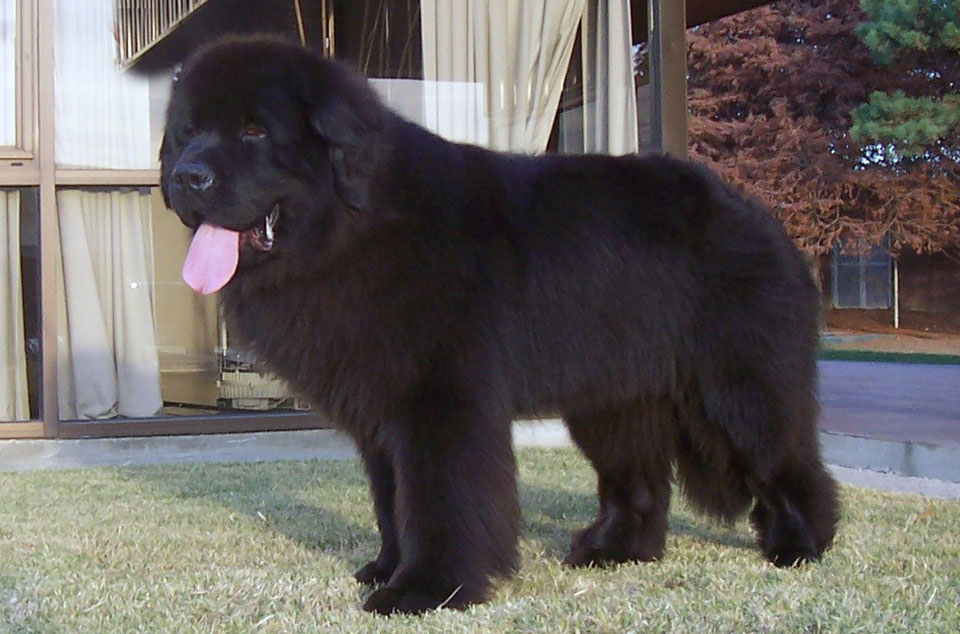 terranova negro jonas