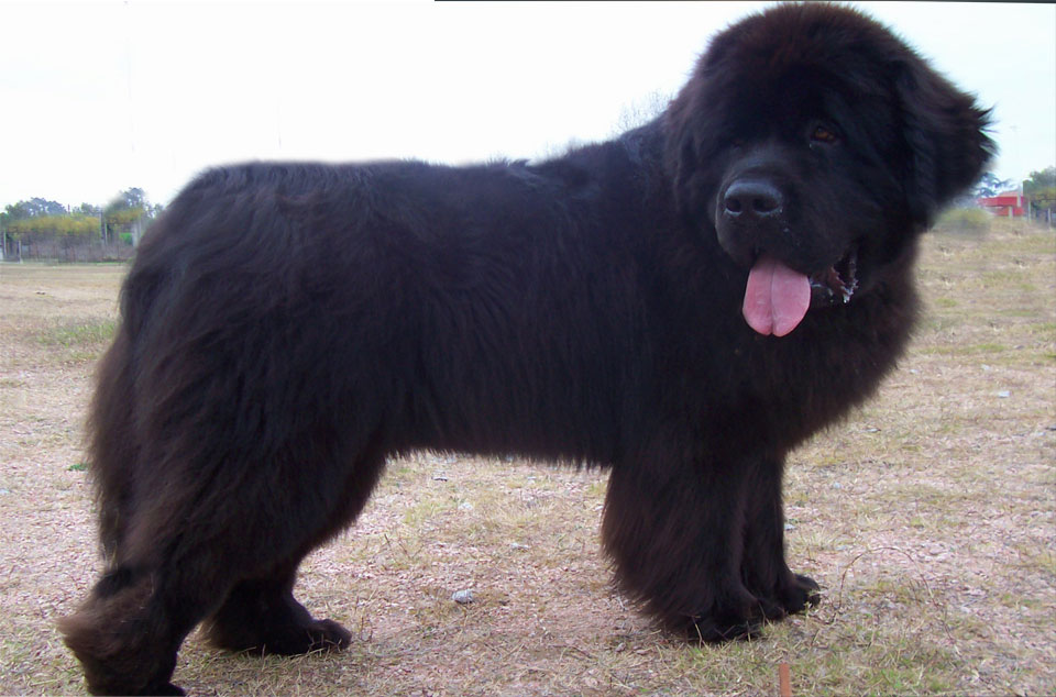 terranova negro jonas