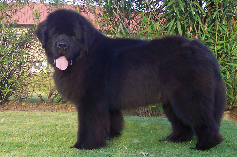 terranova negro jonas