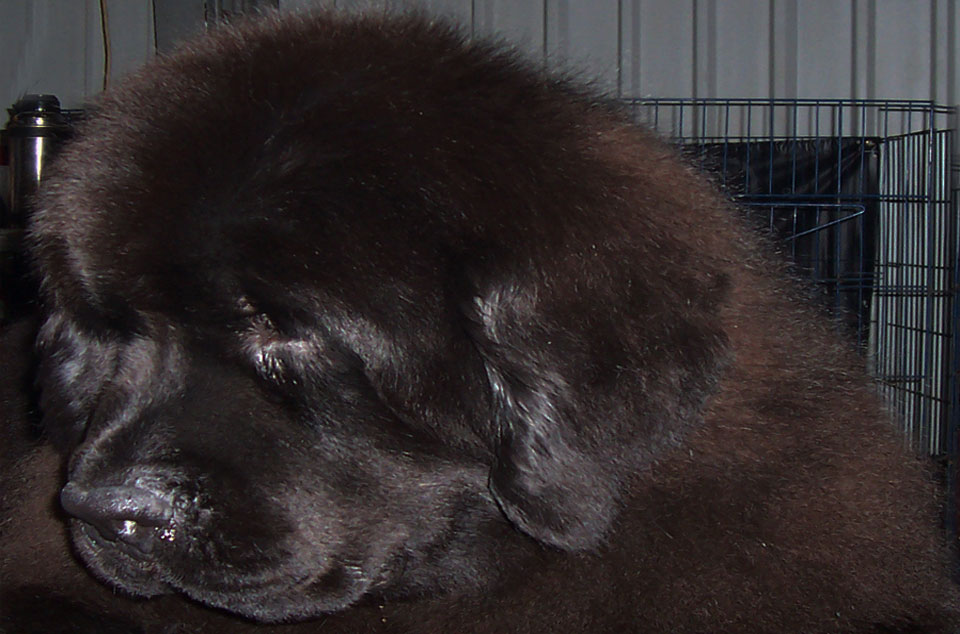 terranova negro jonas