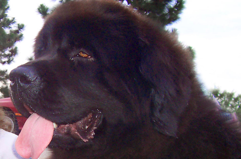 terranova negro jonas