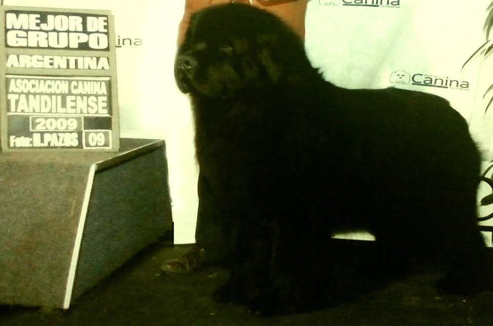 terranova negro jonas