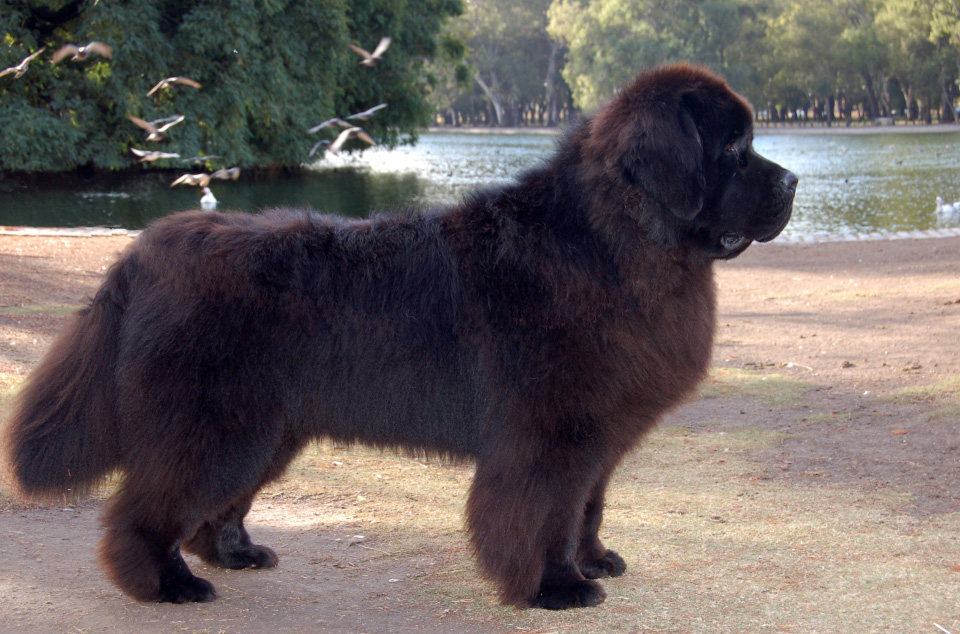 terranova negro jonas