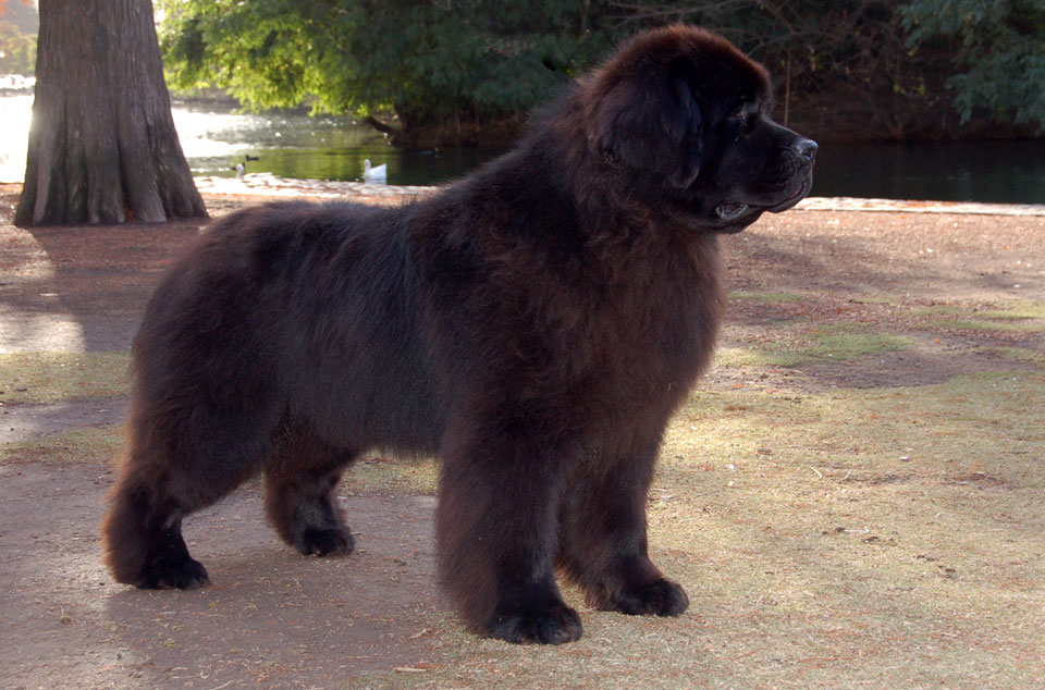terranova negro jonas