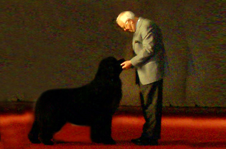 terranova negro jonas