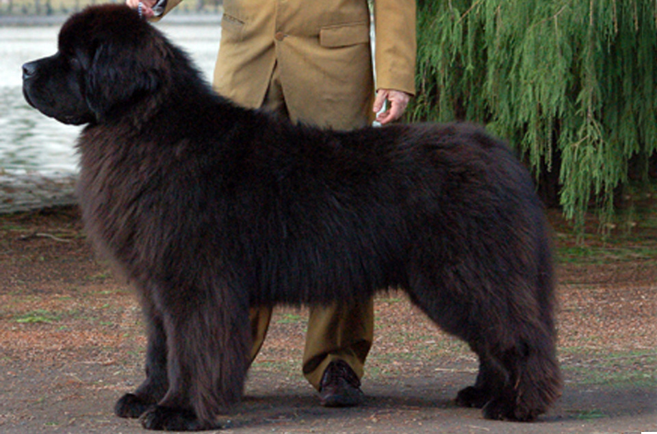 terranova negro jonas