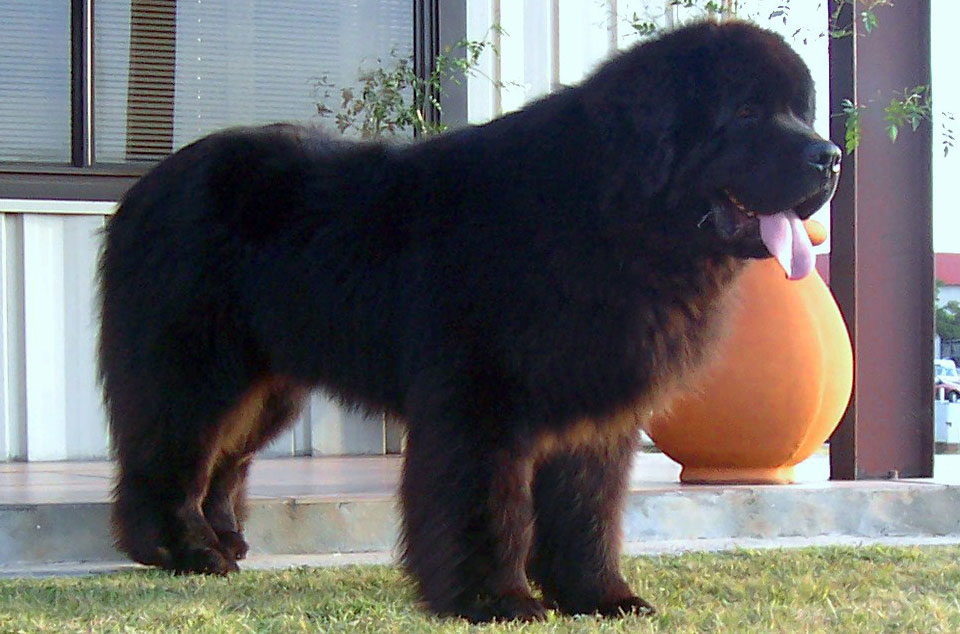 terranova negro jonas