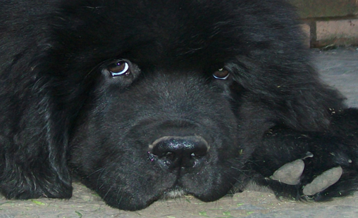 terranova negro