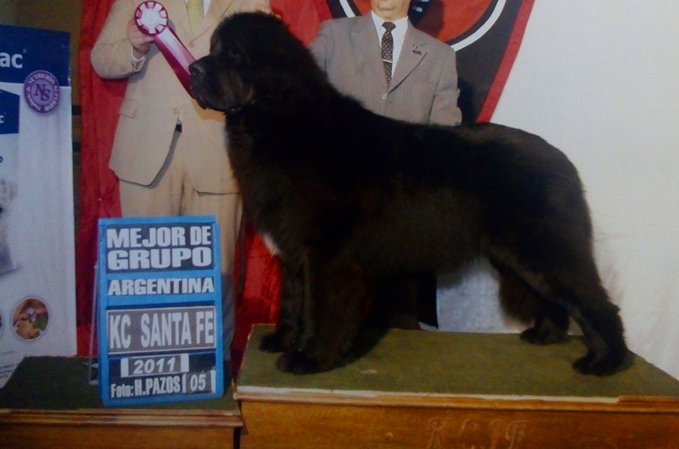 terranova negro campeon argentino