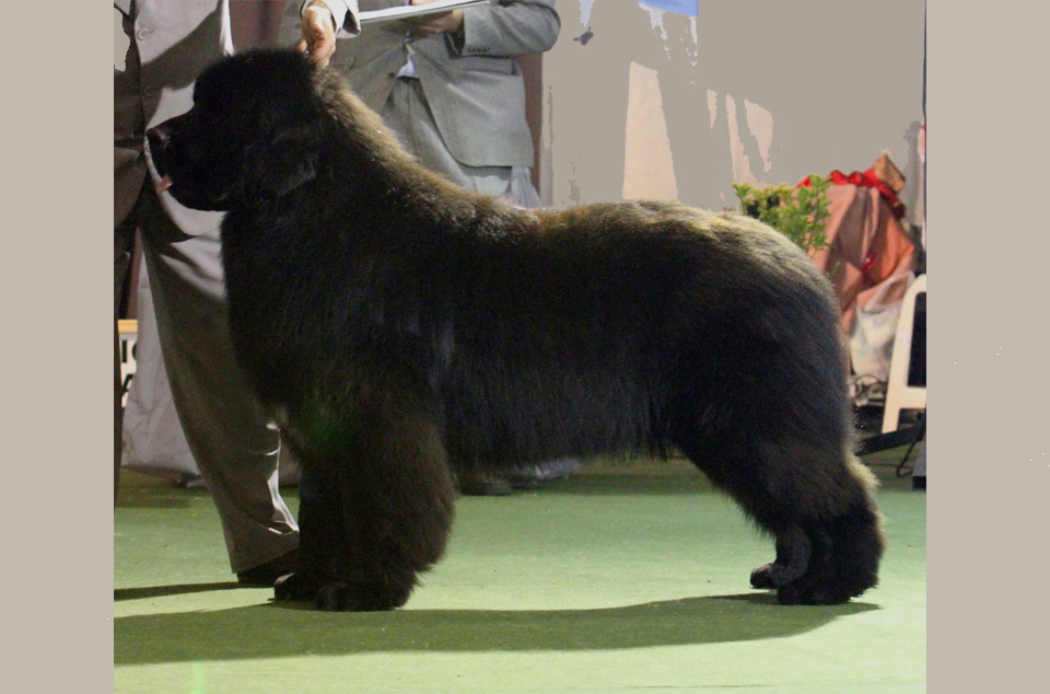 terranova negro campeon argentino