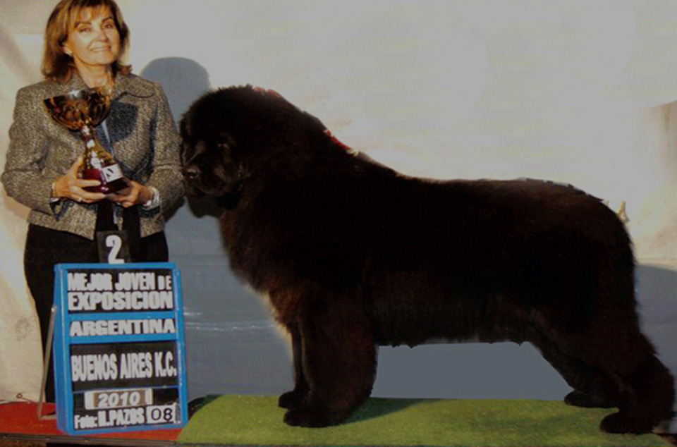 terranova negro campeon argentino