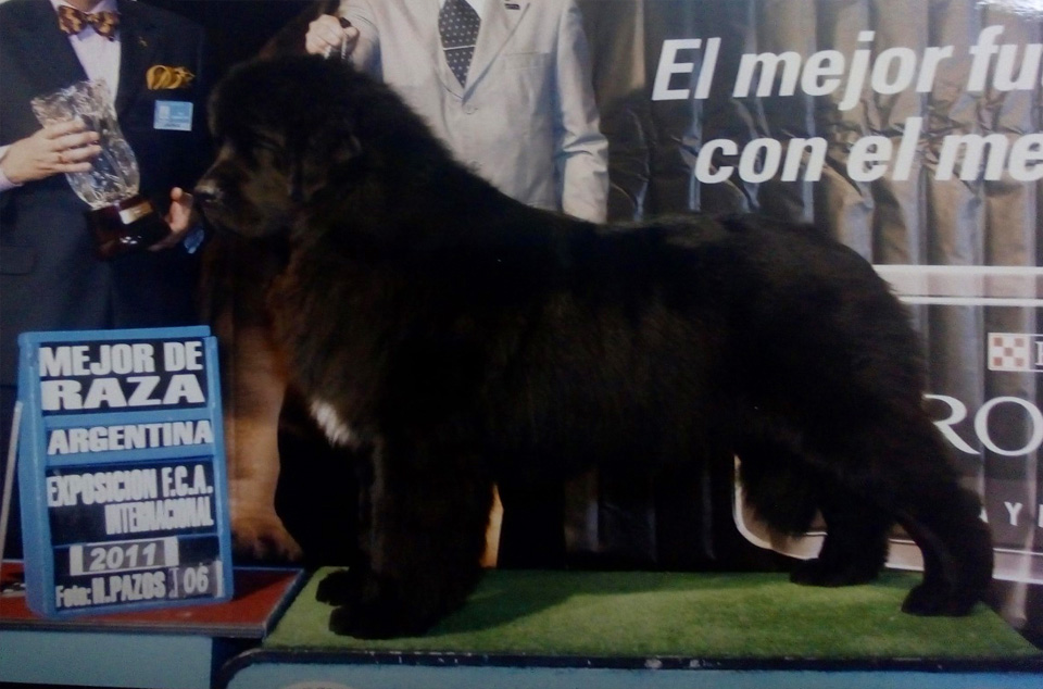 terranova negro campeon argentino